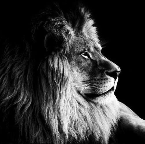 35374 Leo