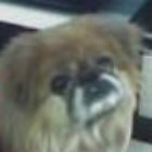 374564 狗狗