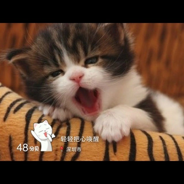 374577 YoYo猫≠妖