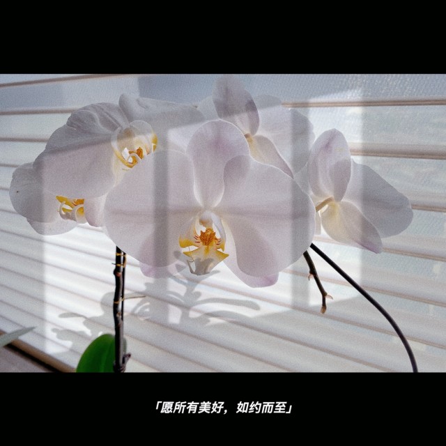 43712 优安