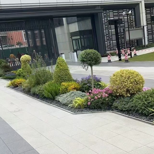 453699 邳州东都银杏