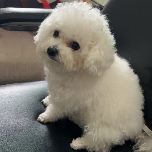 453733 伊万卡，千美