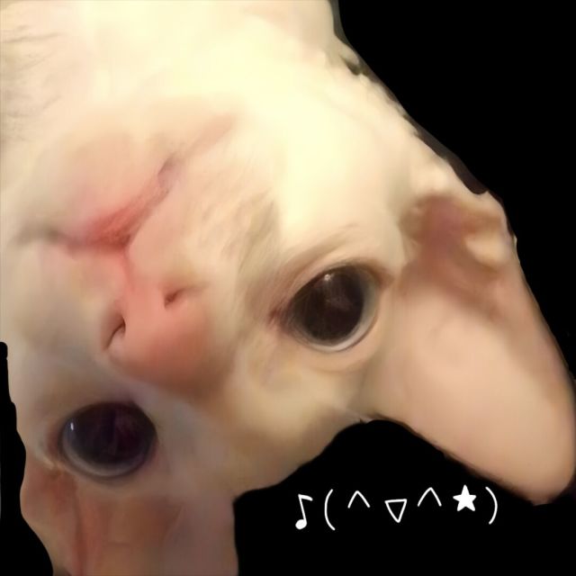 453793 .如花❀菩提?、