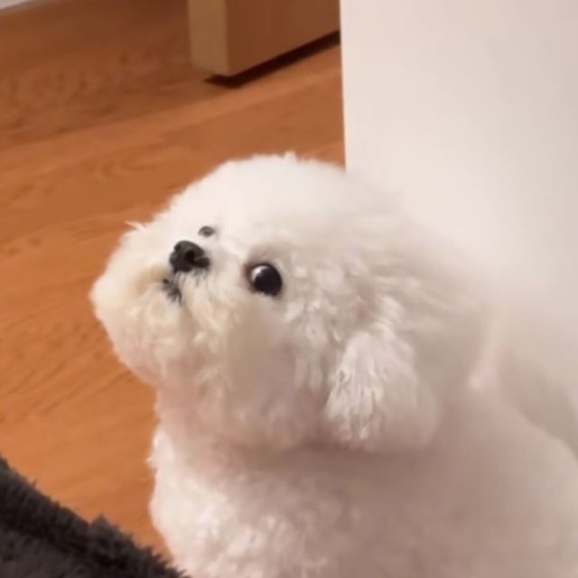51389039 不喜你皱眉