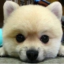 546426 Mr_panda小伟
