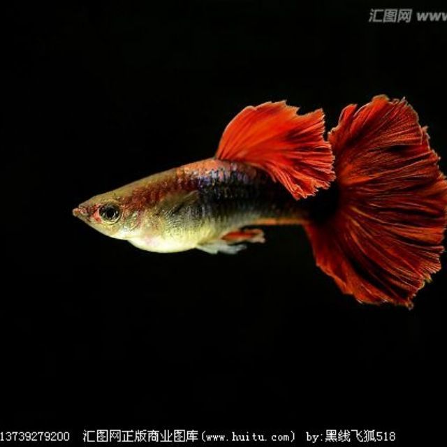 549934 老来乐