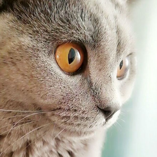 551388 蓝猫