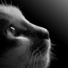 552939 灵猫