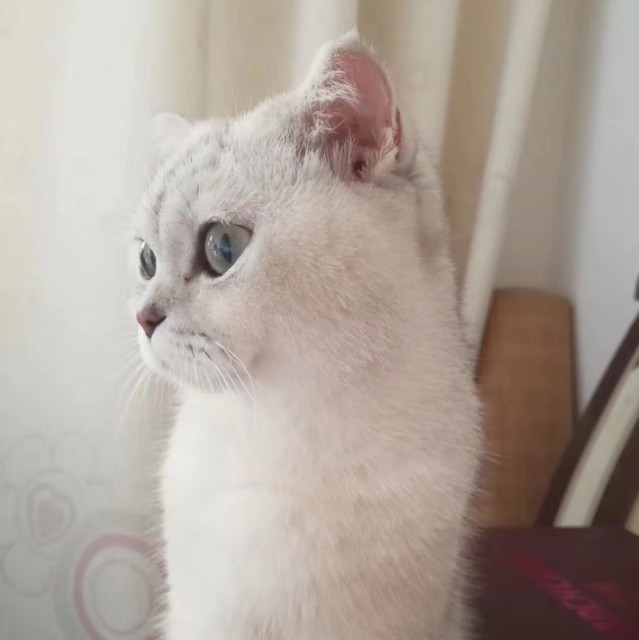 553420 野蛮帅