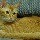 554972 猫猫