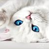 555959 猫与茶几