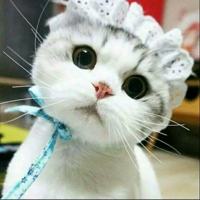 558399 默迓