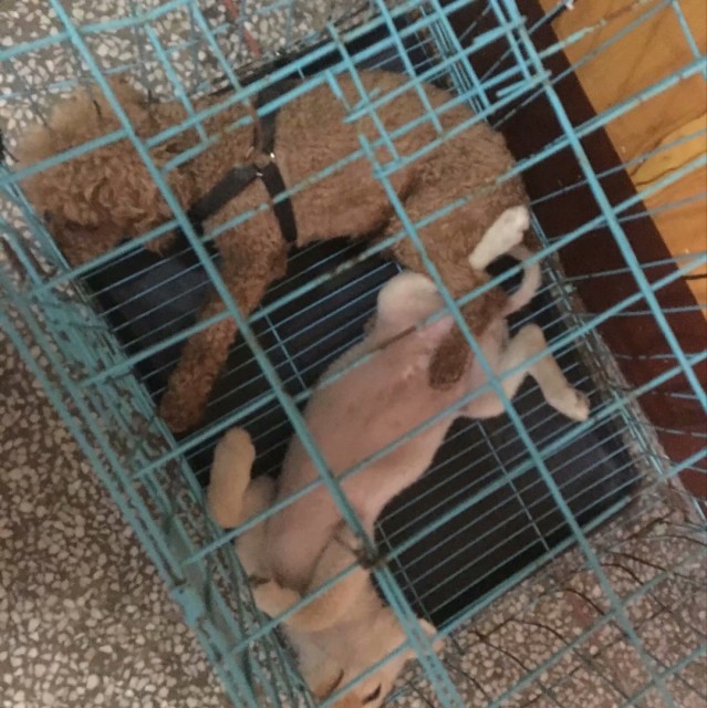 568152 孤独的王者
