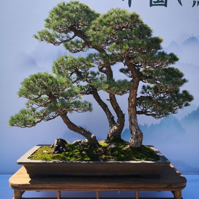 579130 风尚围巾