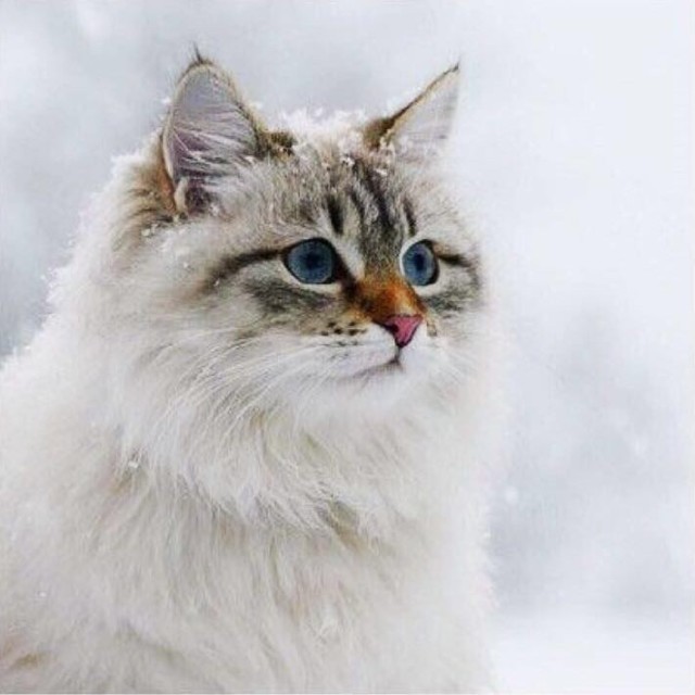 579159 猫猫可爱