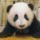 581743 Elaine