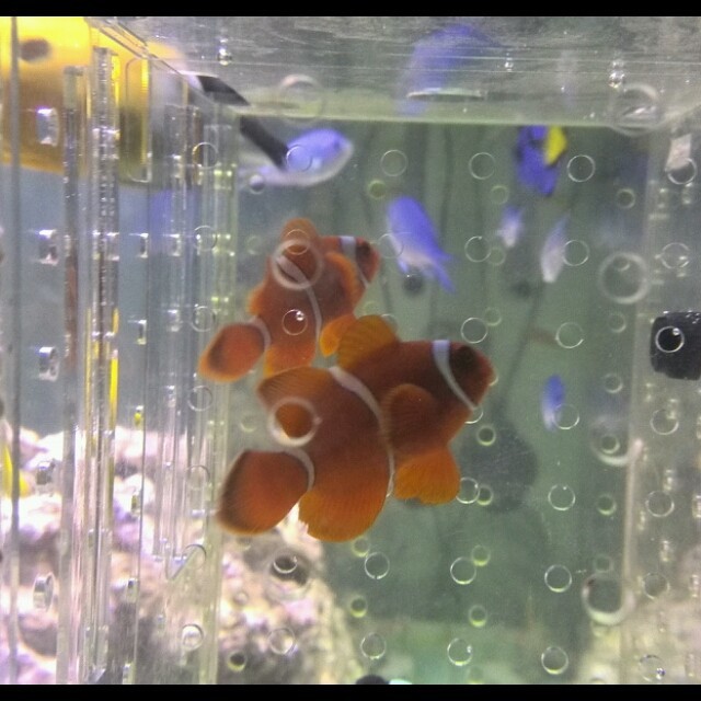 582059 優於ぐ藍色