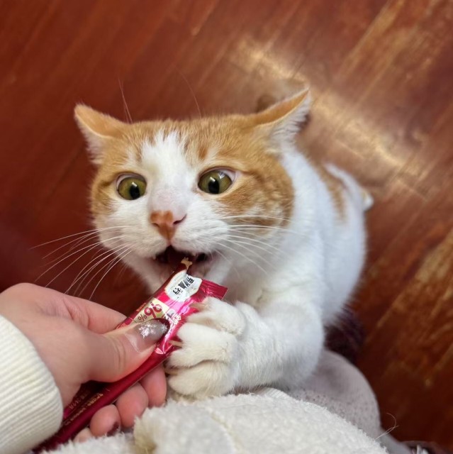 582145 Kitty