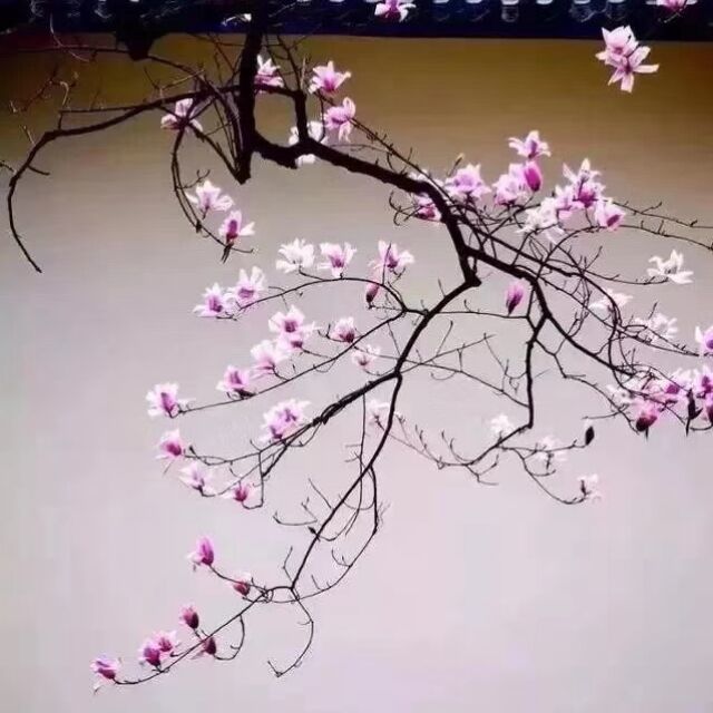 604485 ♑ . 笑笑