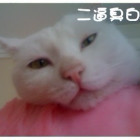 604497 猫王