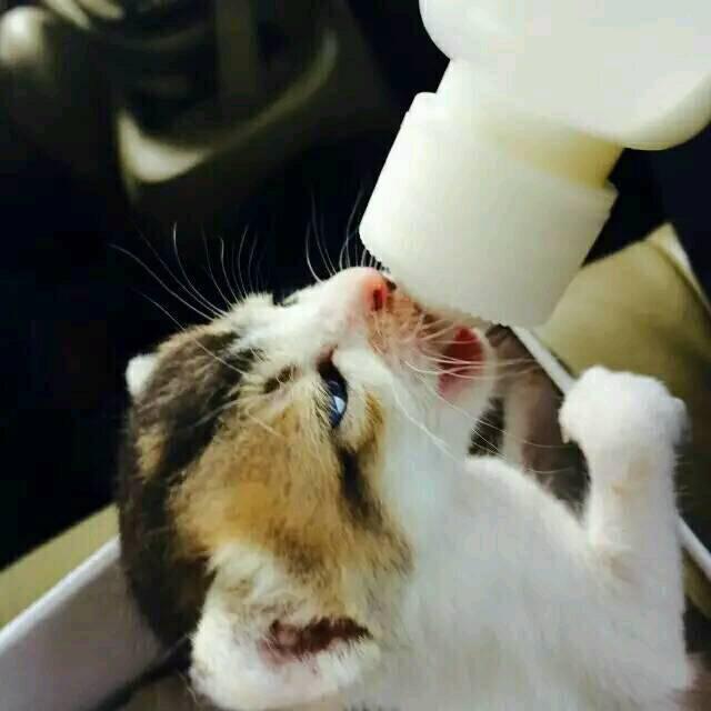 605659 ゛Ｍё喵