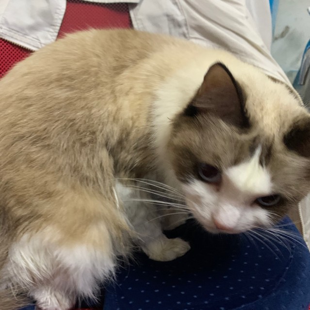 605705 猫娟娟