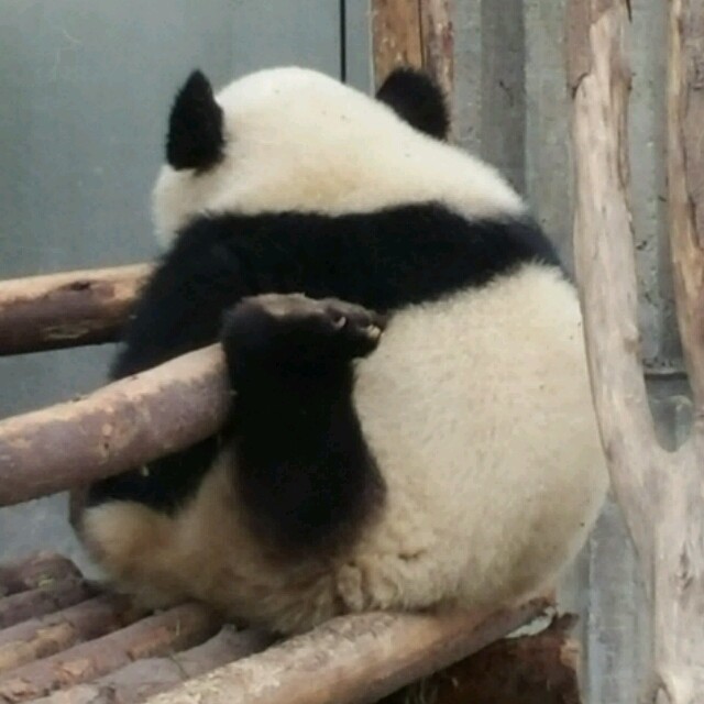 615151 青争