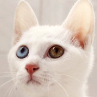 615236 自由人生つ