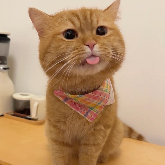 615331 精致的猪猪女孩&