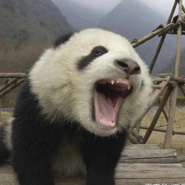 616688 鱼蛇混杂