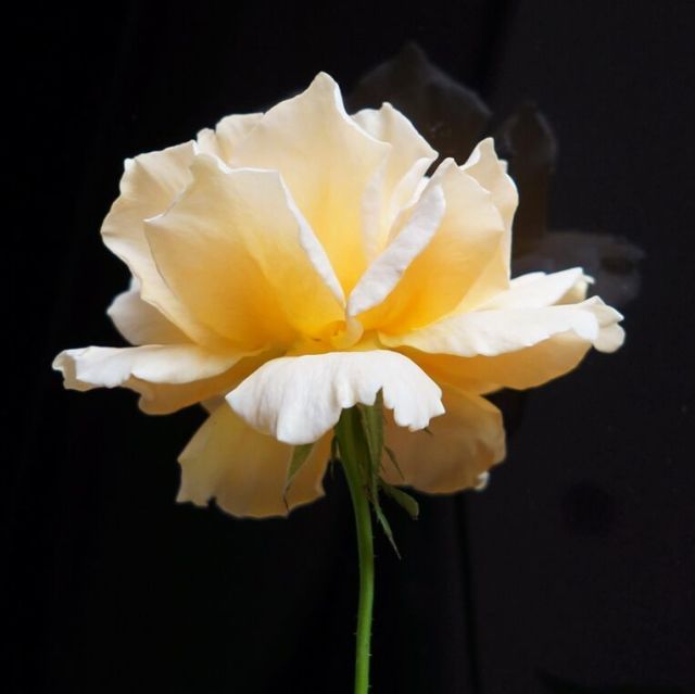 617809 嘿小花