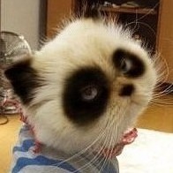 618594 ぐ喵oоO舞ミ