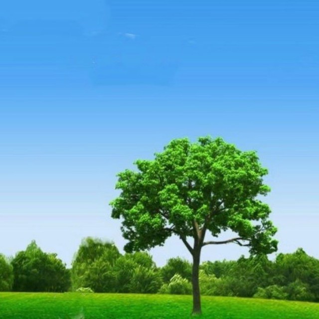 618922 Showgreen