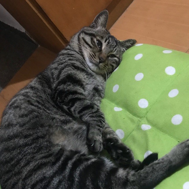 620079 猫哥哥