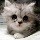 620081 苹果猫