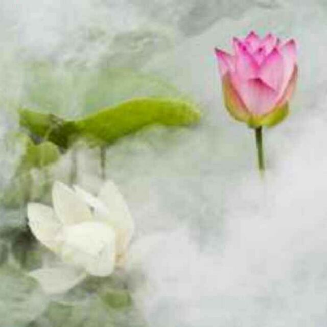 648658 雾里看花/调皮~~