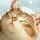 648888 笨蛋猫