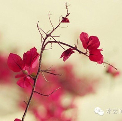 656064 ゛.紅塵擺渡