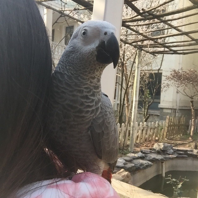 660815 只是个Q而已