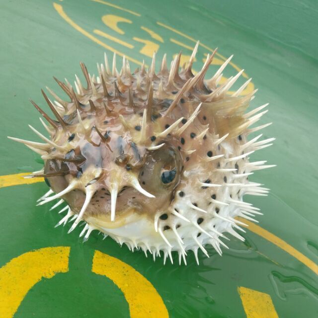 660822 ‭保持微笑