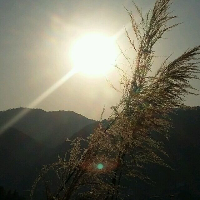 663686 隱