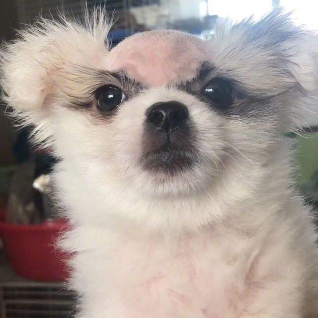 663932 鱼粉