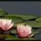 663983 Lotus