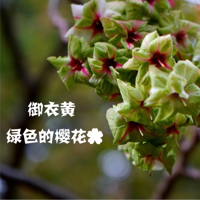 665758 花神·蛮