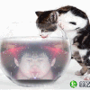 667405 猫妖也疯狂