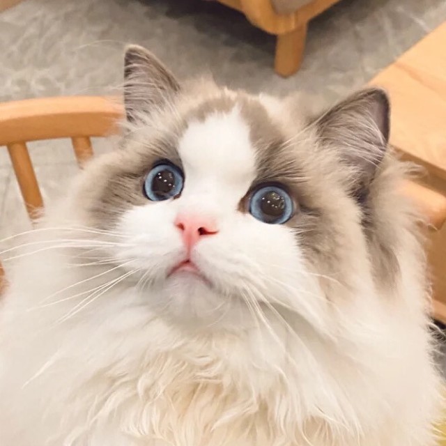 667519 飞天猪