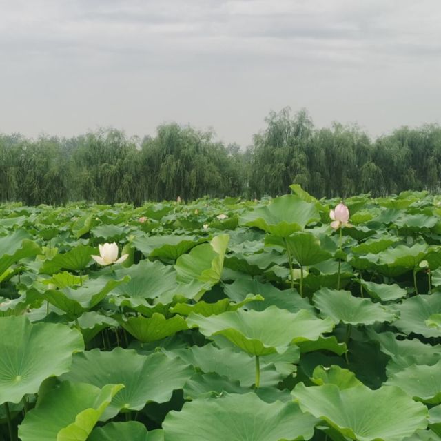 667559 濮阳网 PuYang.COM