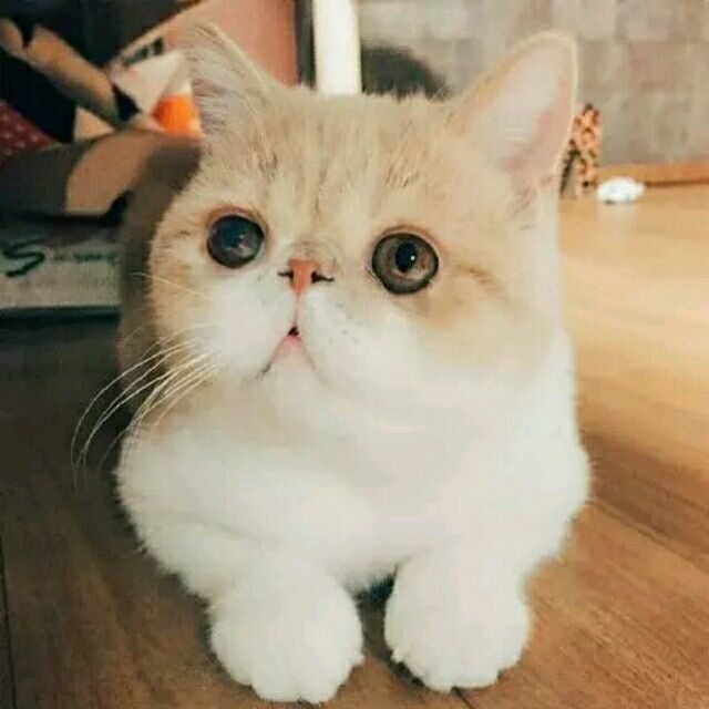 669876 清雪伊人