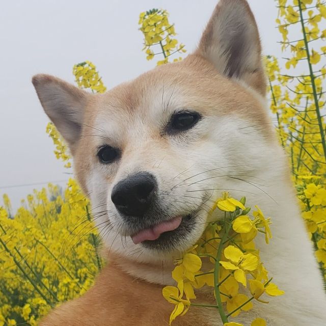 673100 源源