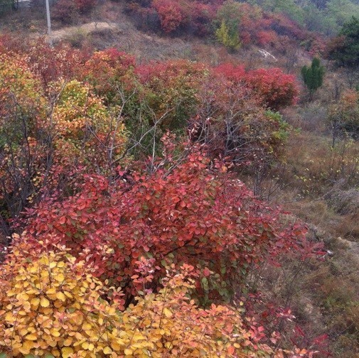 675036 念芷